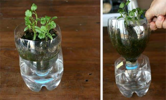 diy self-watering planter pet bottle
