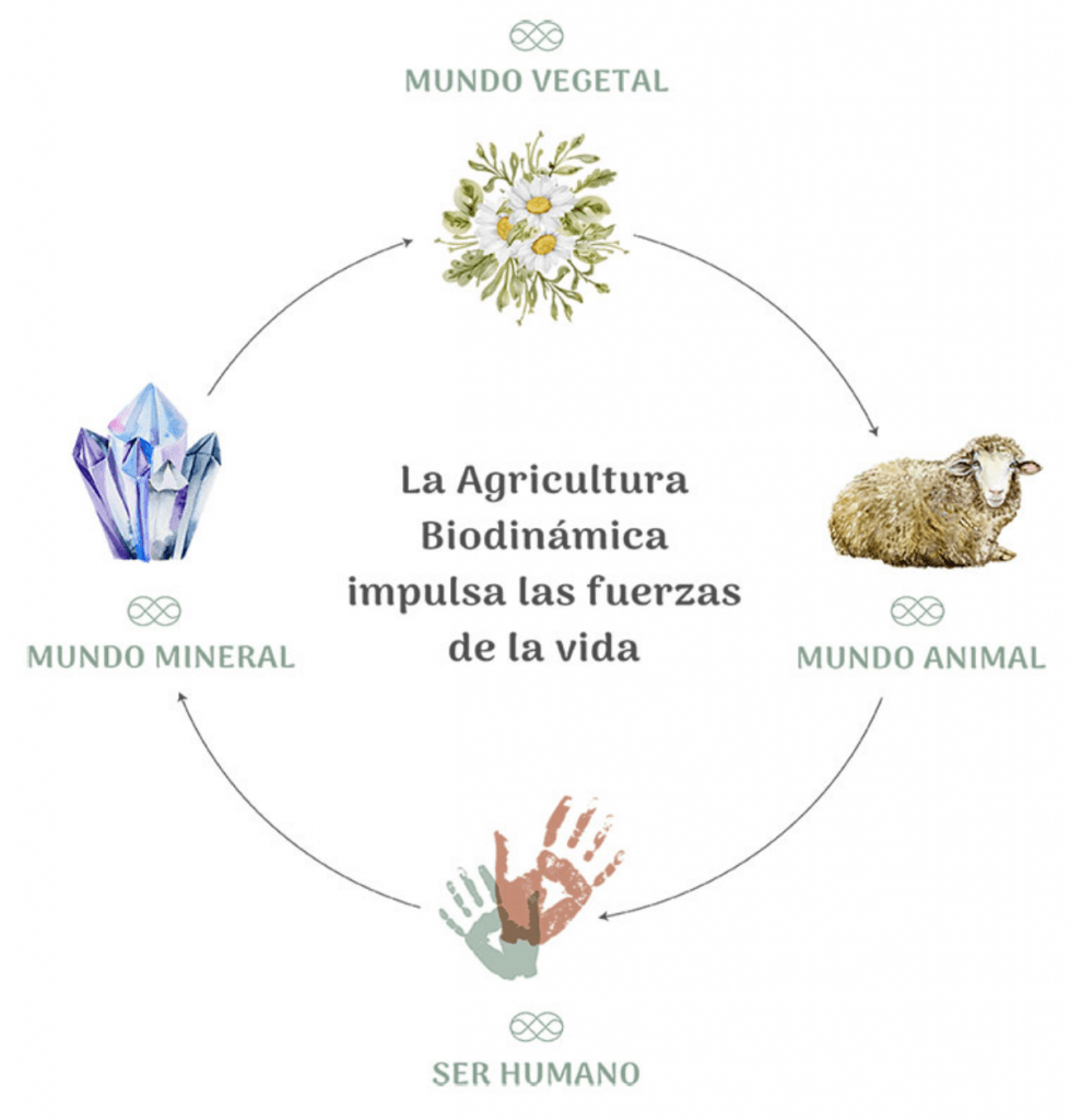 A Filosofia de Rudolf Steiner por Trás da Agricultura Biodinâmica
