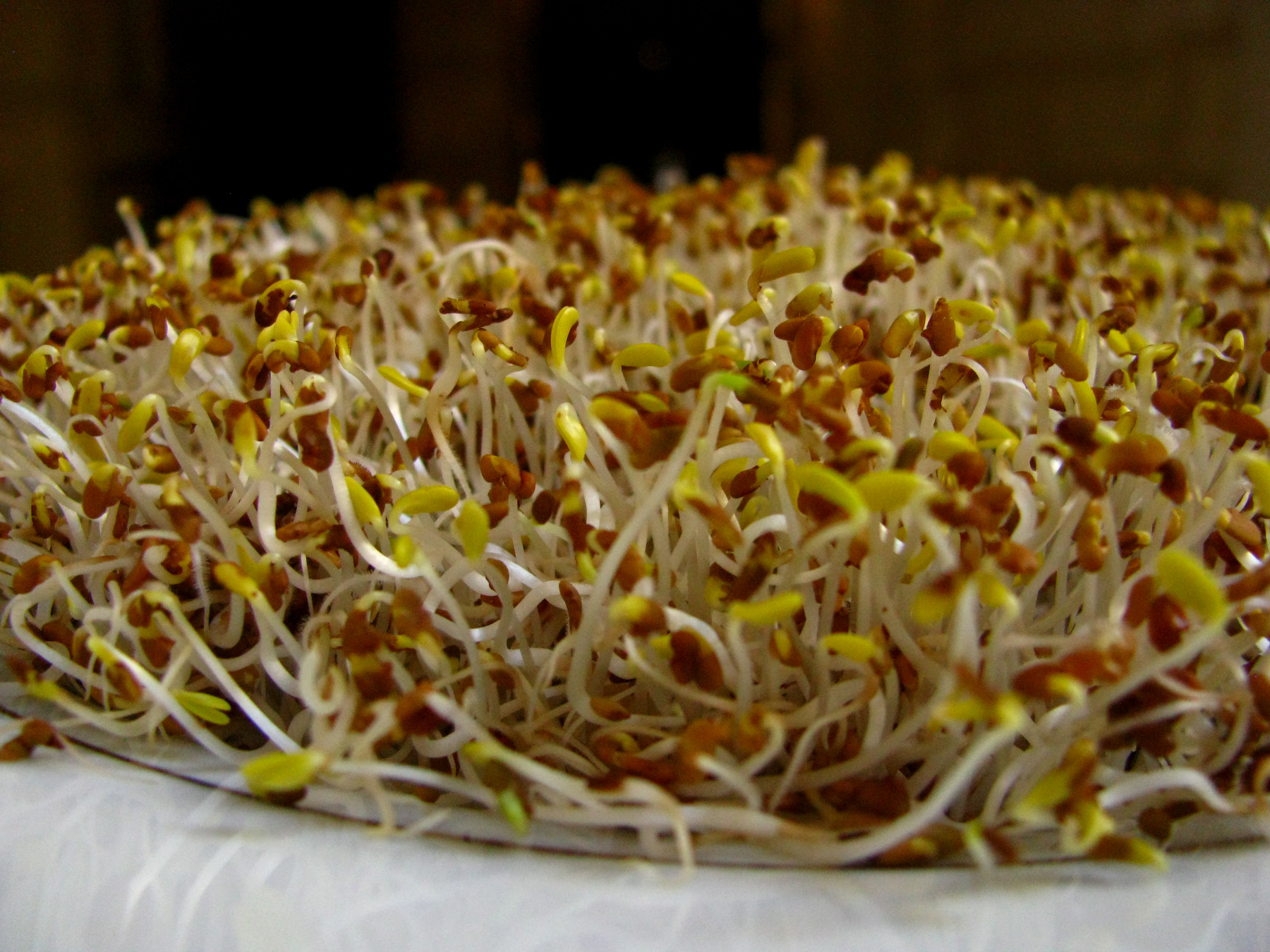 como germinar sementes para comer