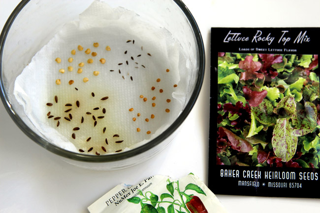 melhores sementes para germinar em casa