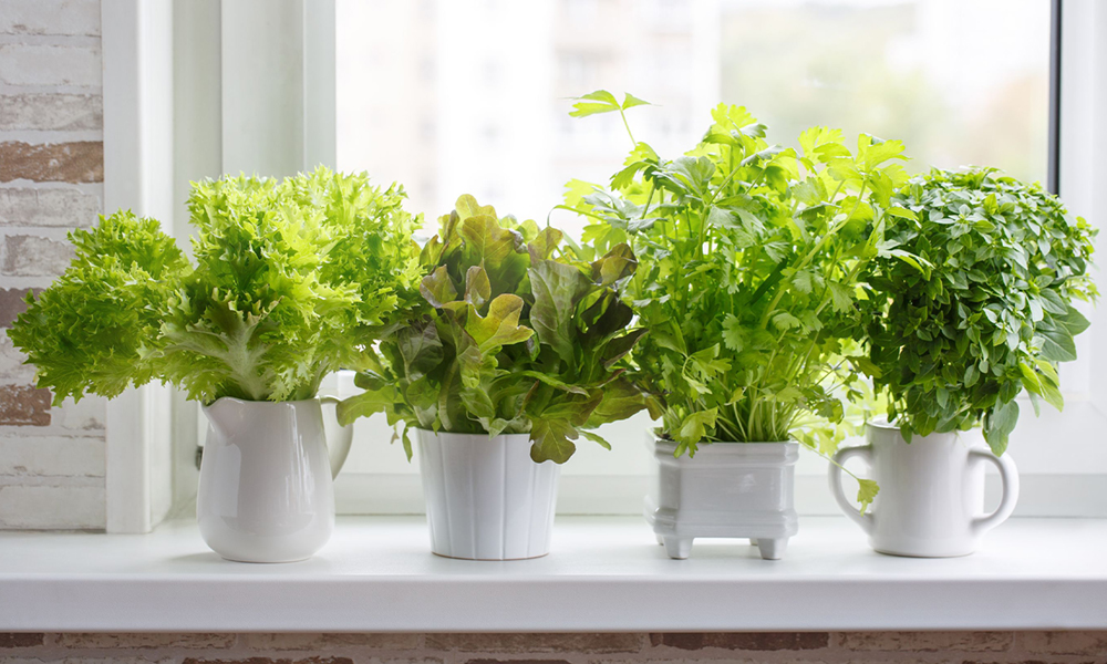 manutenção horta vertical