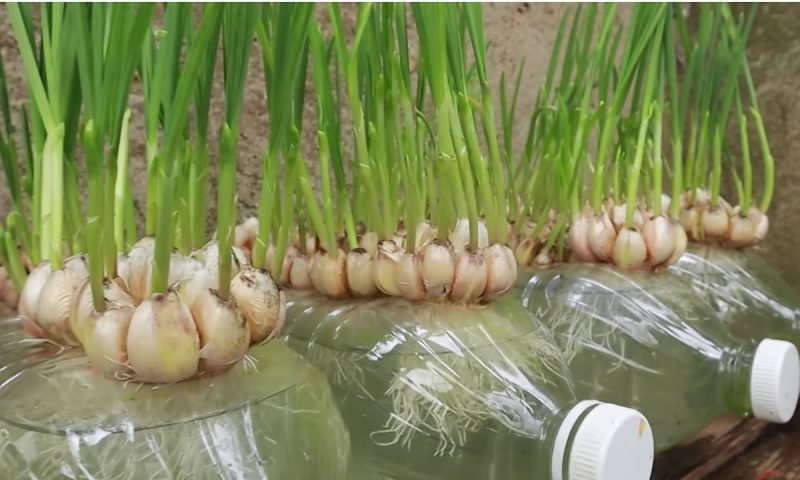 Guia Completo: Da Germinação à Colheita do Seu Alho Caseiro