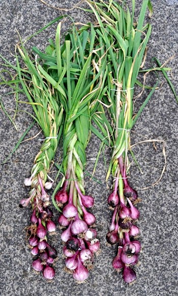 Como Resolver Problemas Comuns no Cultivo de Alho em Casa
