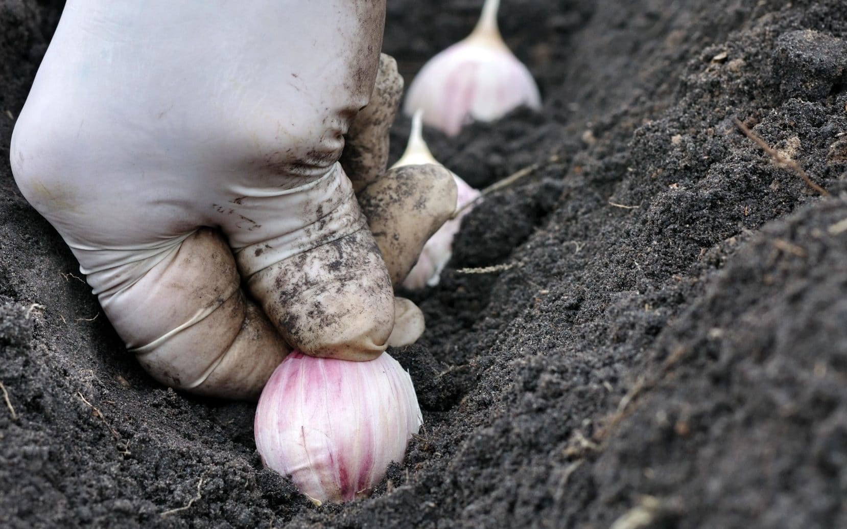 5 Dicas Essenciais para o Sucesso no Plantio de Alho em Casa