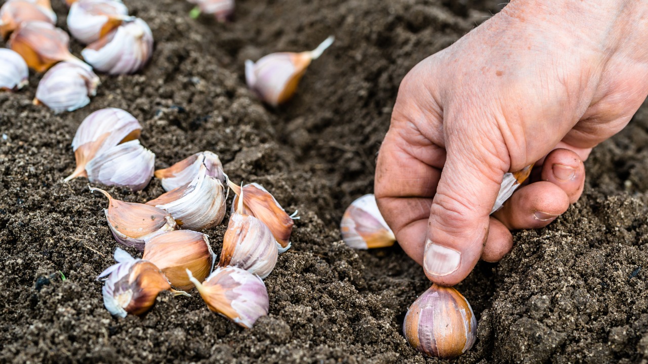Alho Orgânico vs. Alho Comum: Qual Escolher para o Seu Plantio?