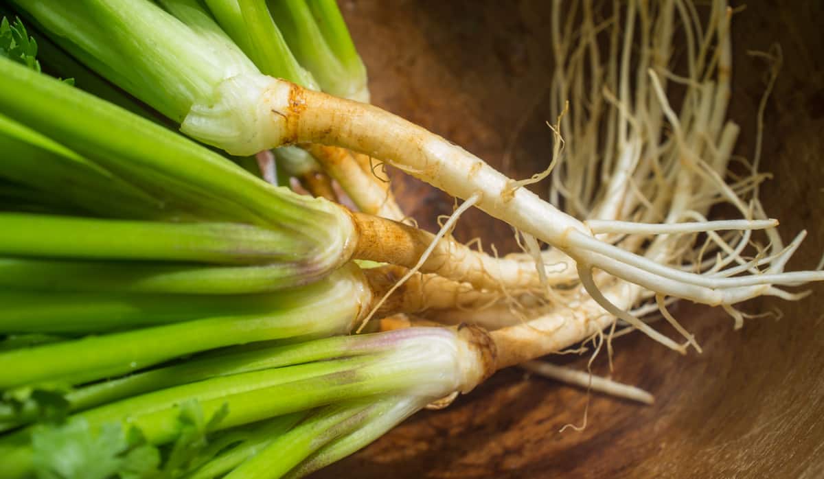 solo ideal para coentro