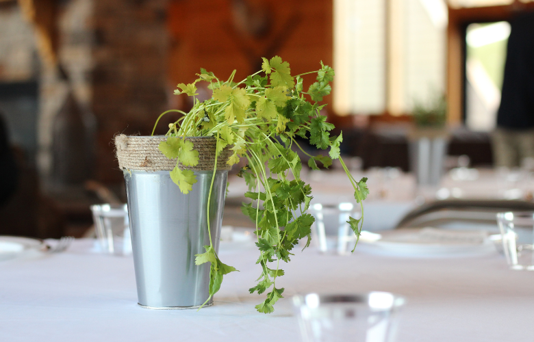 cultivo de coentro em vaso