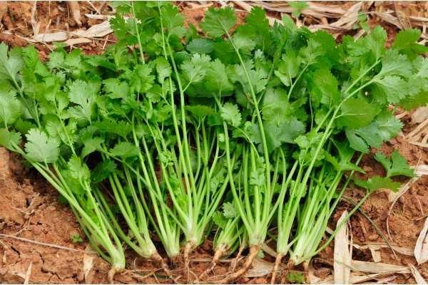 tempo de colheita do coentro