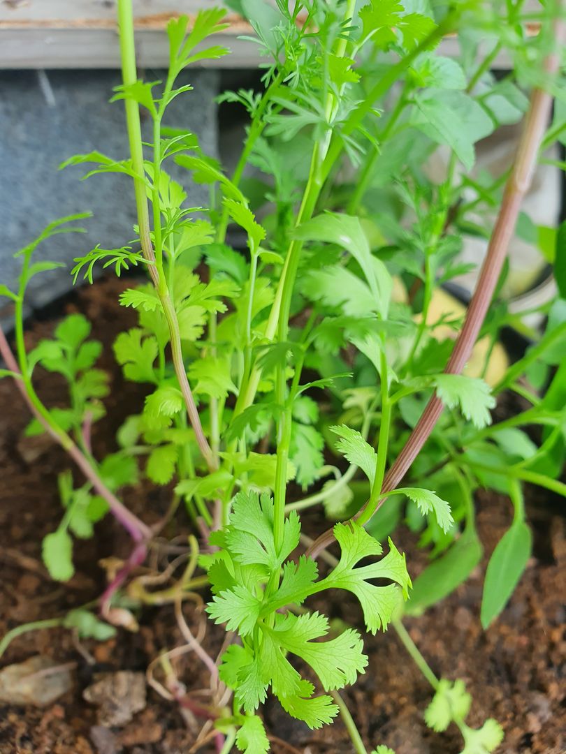 solo ideal para coentro