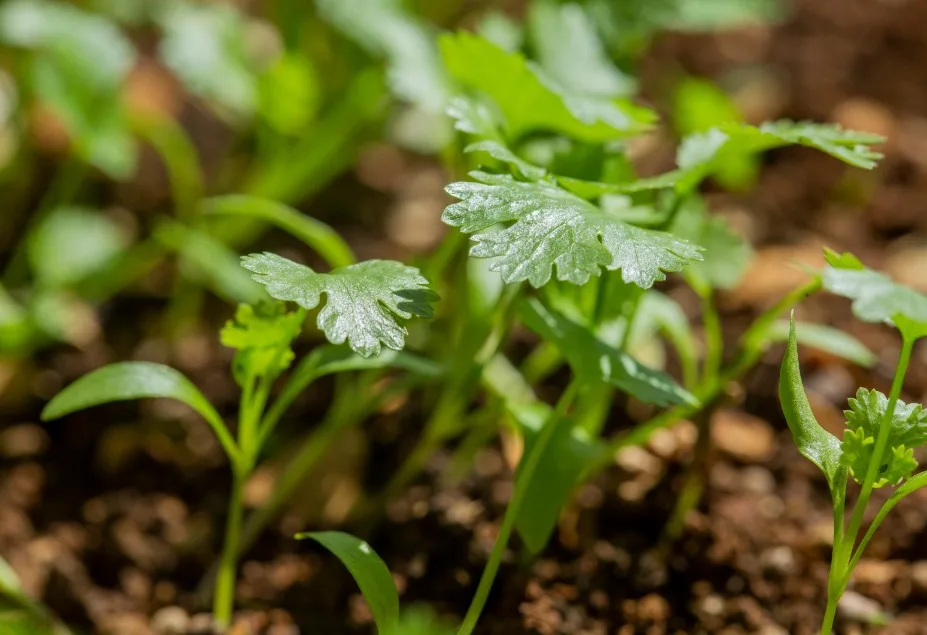 como plantar coentro
