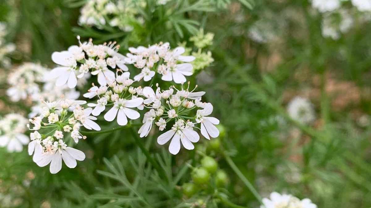 como plantar coentro em casa