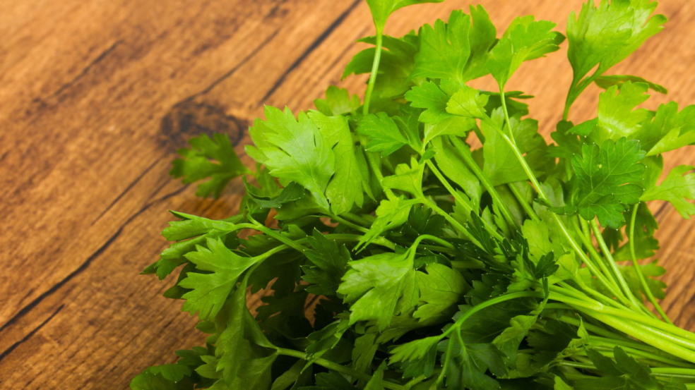 tempo de colheita do coentro