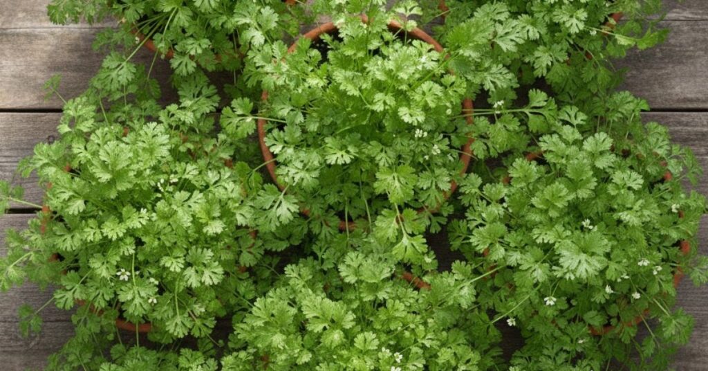 solo ideal para coentro