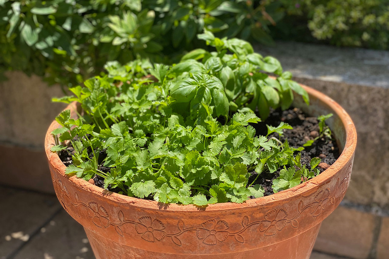 como plantar coentro