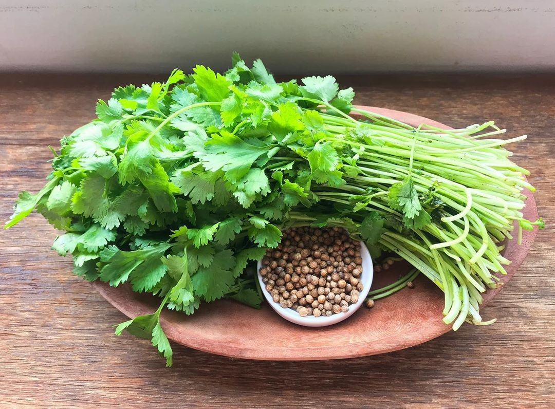 tempo de colheita do coentro