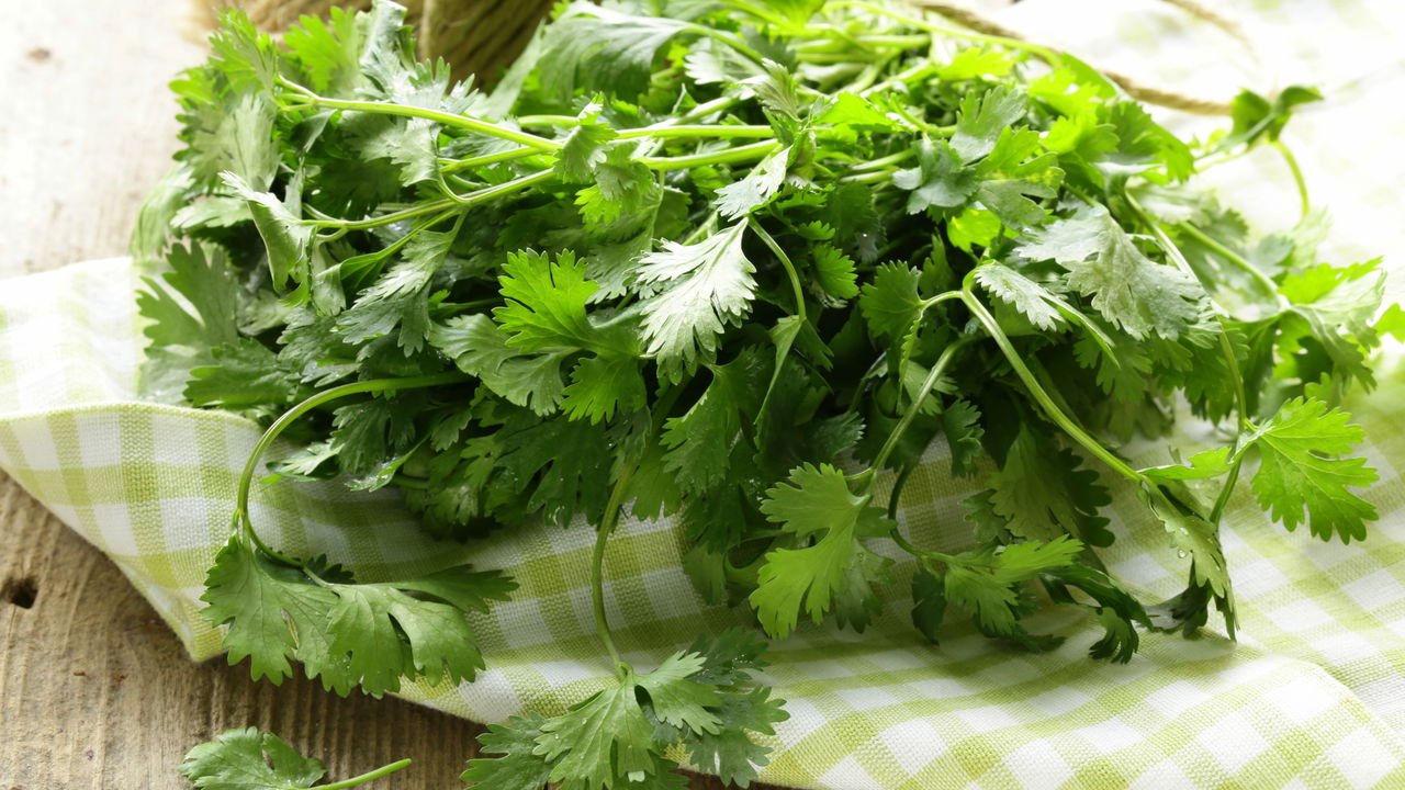 cuidados com a planta de coentro
