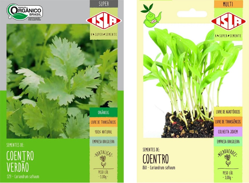 como plantar coentro em casa