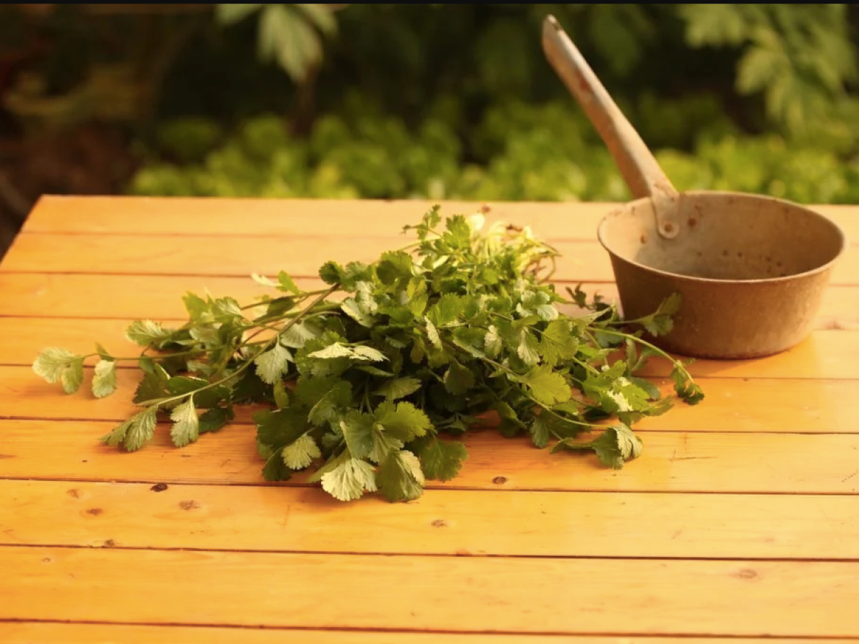 cultivo de coentro em vaso