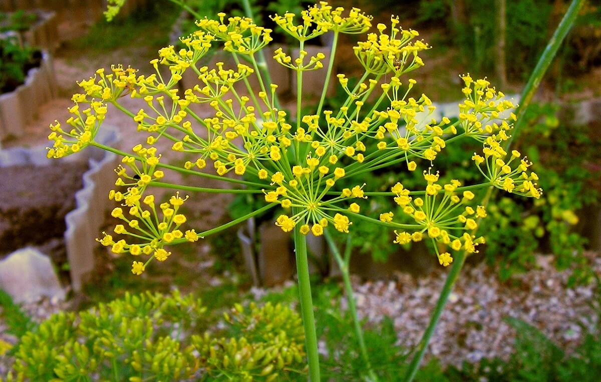 Os Benefícios do Endro para a Saúde