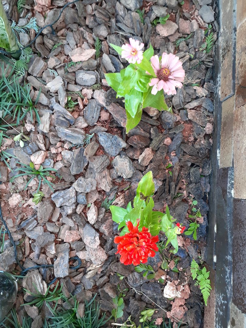 Ervas Aromáticas Essenciais para sua Cozinha