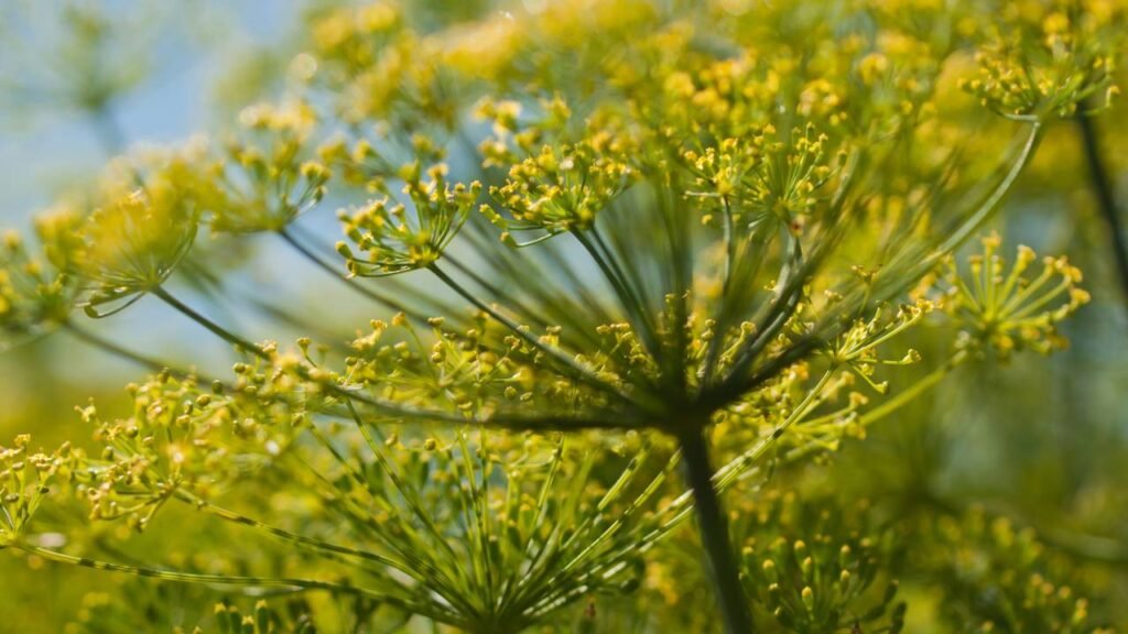 5 Receitas Incríveis com Endro Fresco