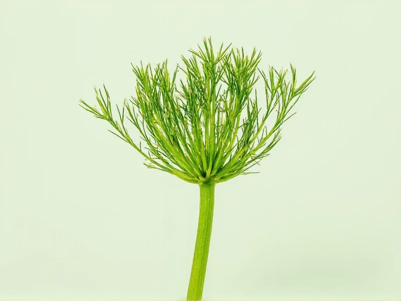 Como Secar Endro para Conservar