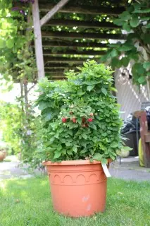 como plantar framboesa em vaso