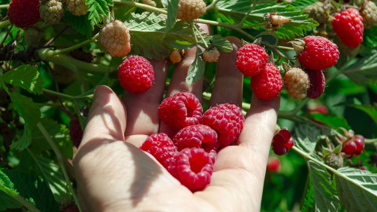 como plantar framboesa em vaso