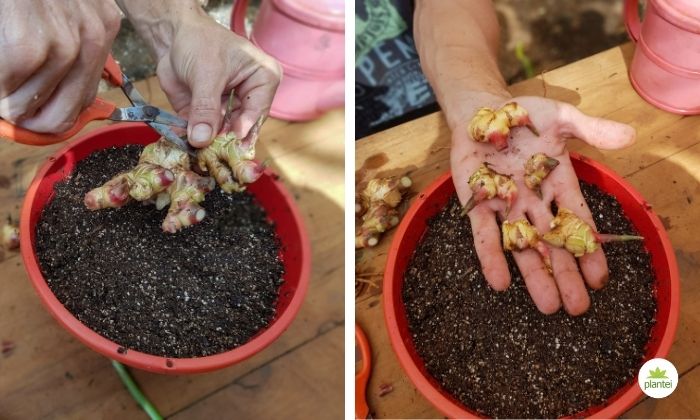 como plantar gengibre