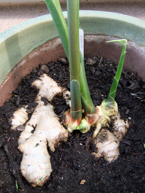 como plantar gengibre em casa