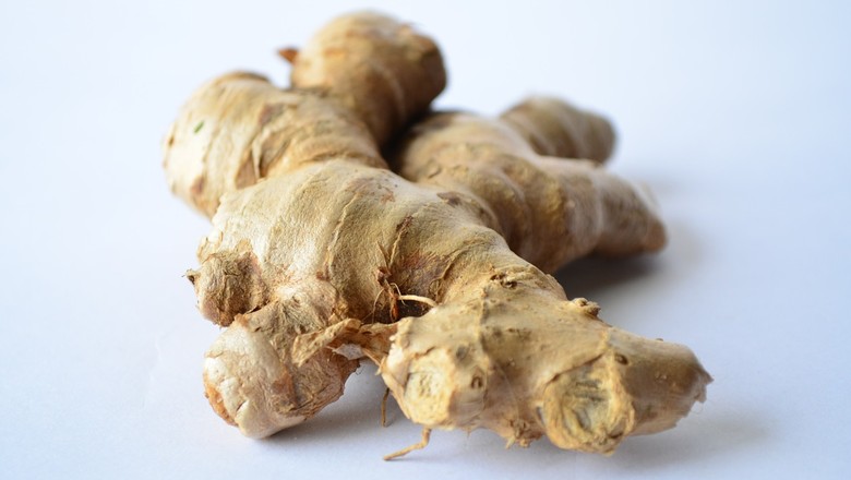 época ideal para plantar gengibre