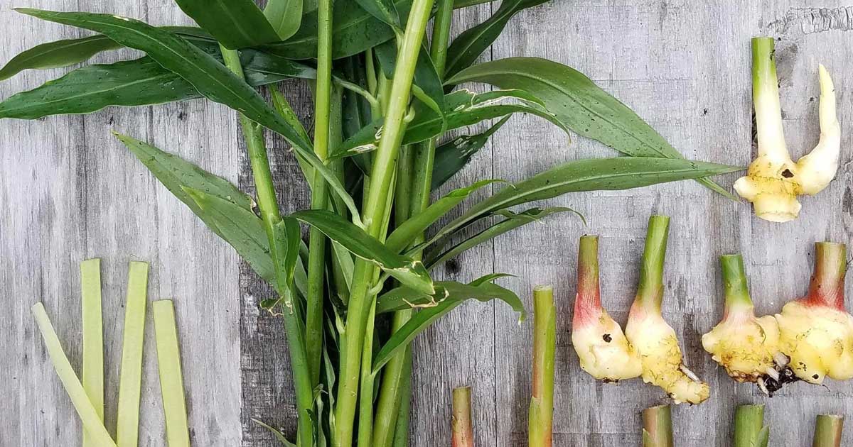 solo para plantio de gengibre