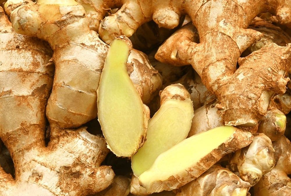 cuidados com o plantio de gengibre