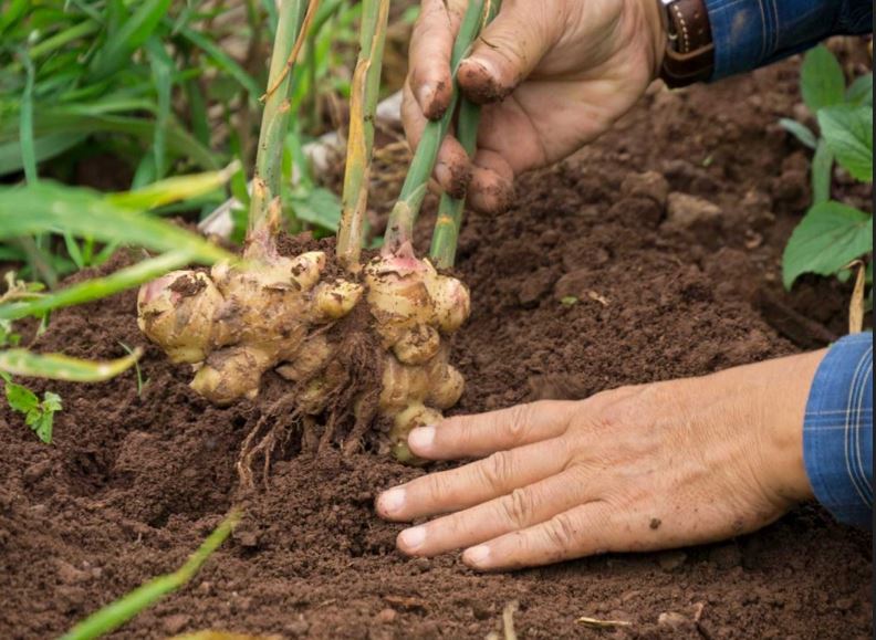 cultivo de gengibre em vaso