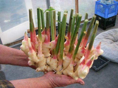 gengibre com brotos para plantar