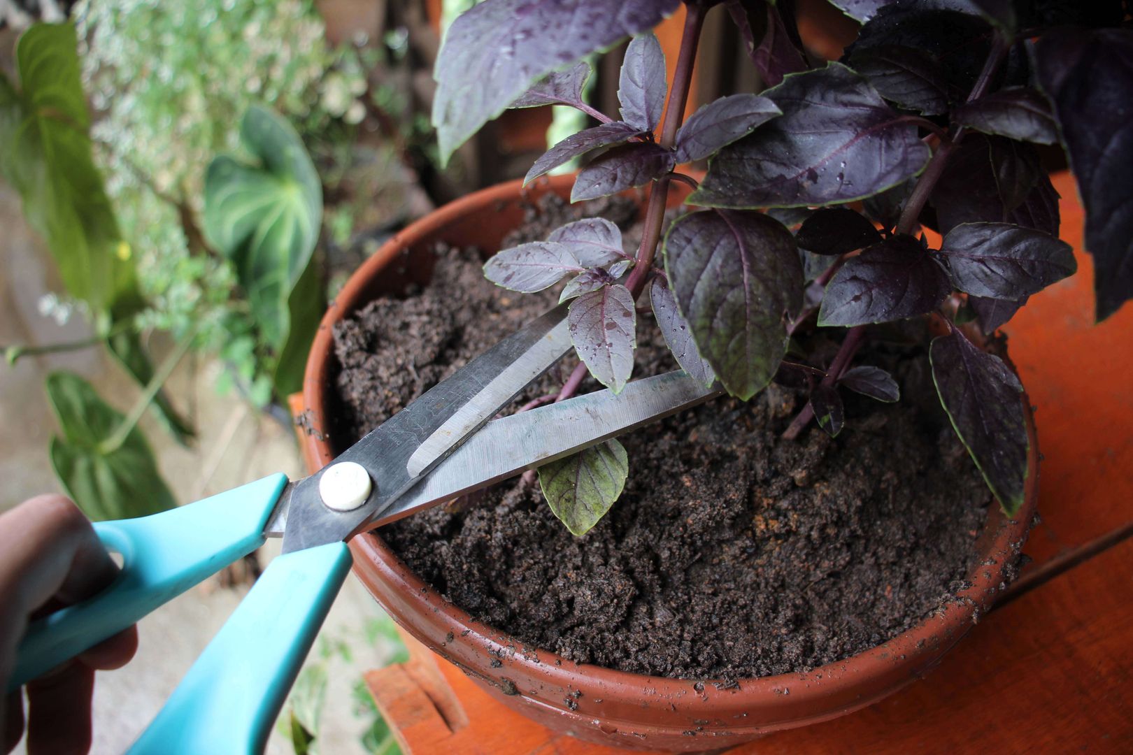 como plantar manjericão roxo em vaso
