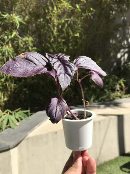cuidados com manjericão roxo