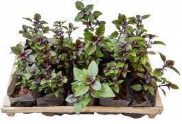 como plantar manjericão roxo em vaso