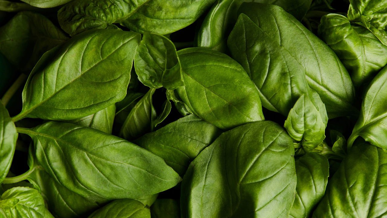 manjericão roxo sol e rega