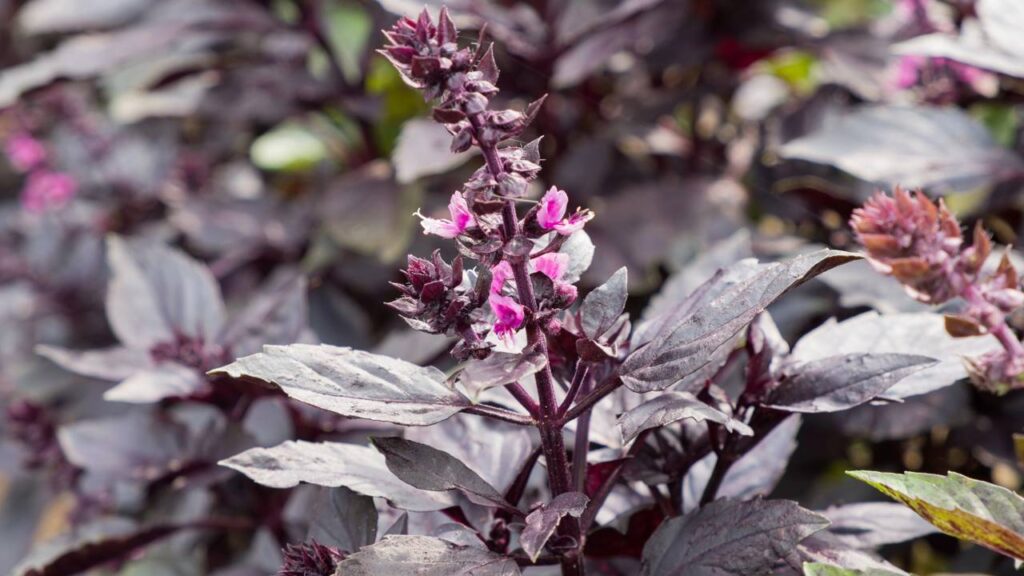 cuidados com manjericão roxo