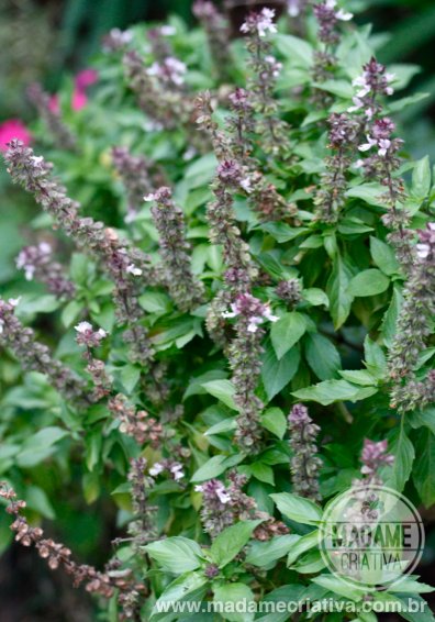 como plantar manjericão roxo em vaso