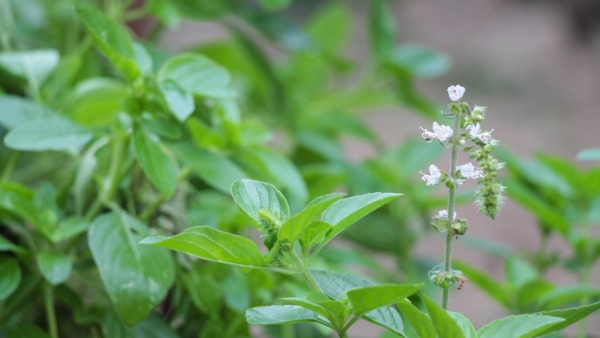 cuidados com manjericão roxo