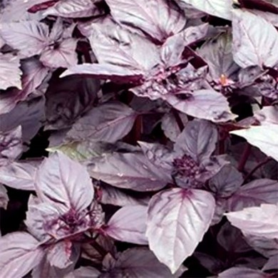 manjericão roxo sol e rega