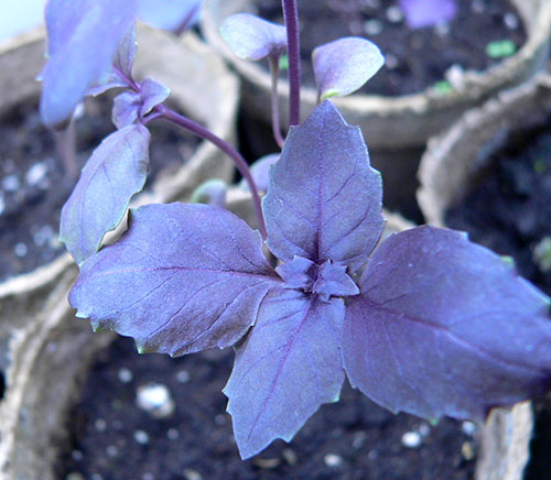 como plantar manjericao roxo em casa guia simples