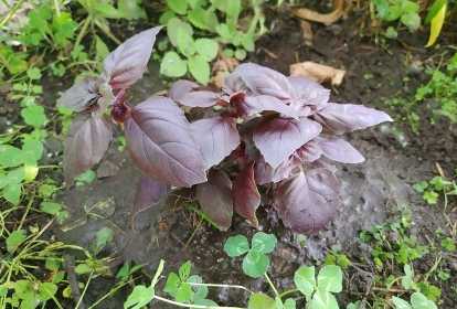 cuidados com manjericão roxo