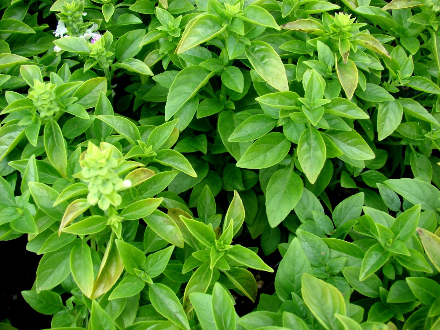 como plantar manjericão roxo em vaso