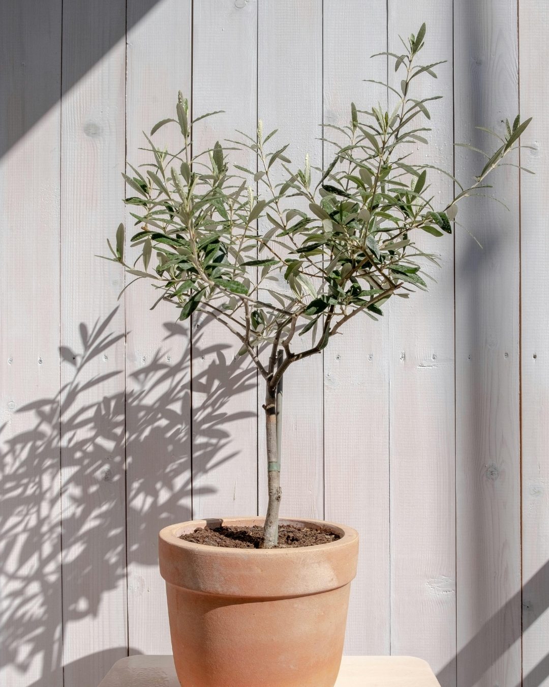 como plantar oliveira em jardim mediterrâneo