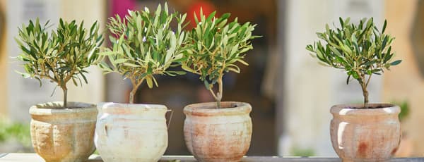 ideias de paisagismo com oliveira em jardim mediterrâneo