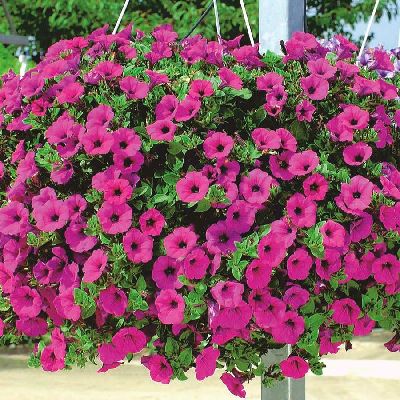 Petúnias Pendentes vs. Petúnias Comuns: Qual a Melhor para Sua Varanda?