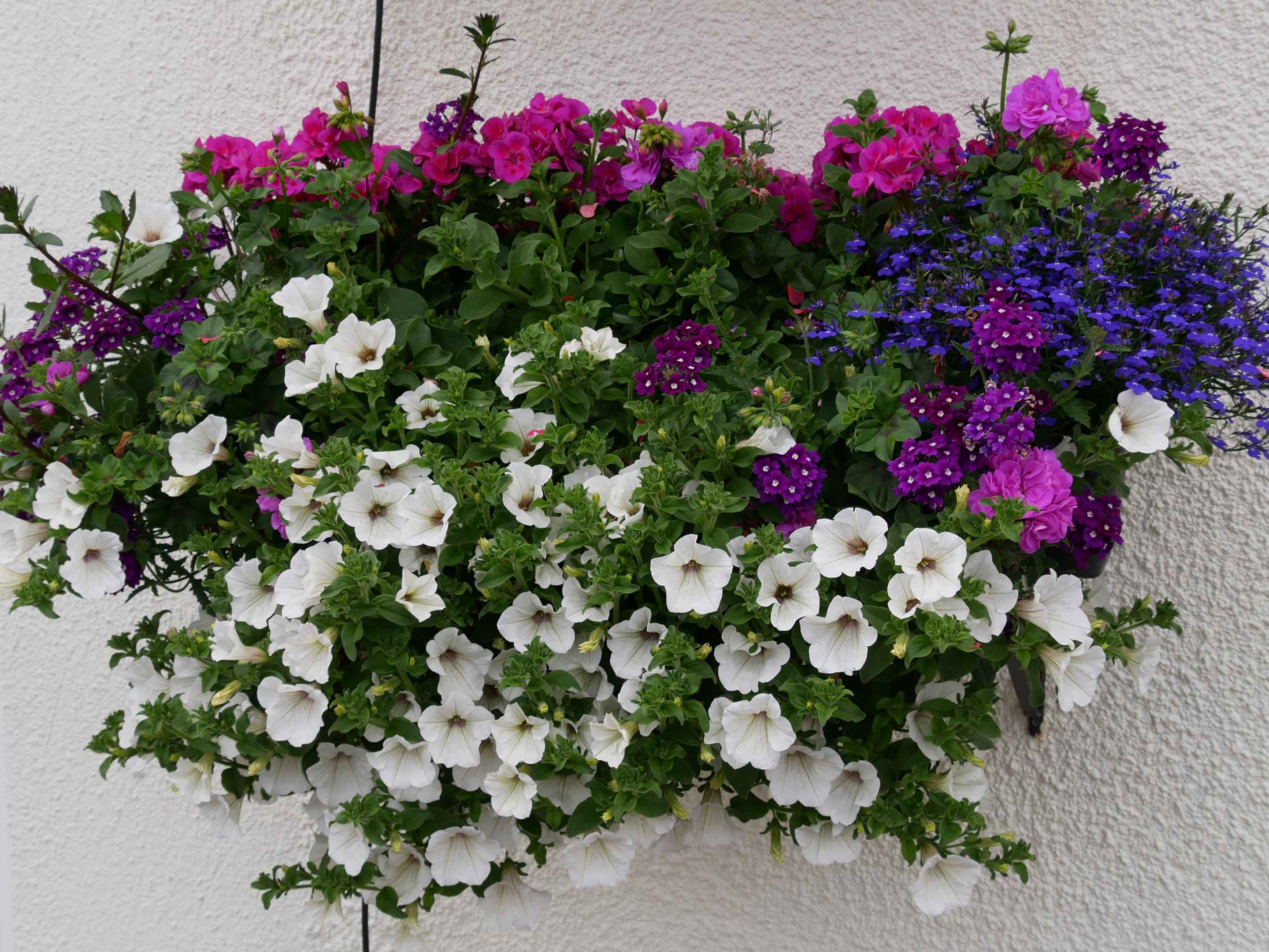 Os Segredos da Adubação para Petúnias com Flores Abundantes